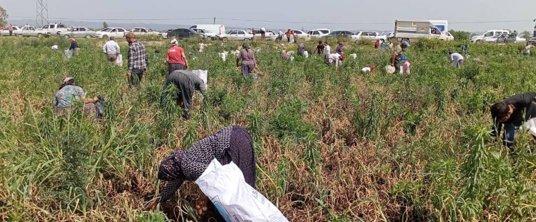 Soğanları satamayınca bedava yaptı üç bin kişi tarlayı talan etti. Ülkenin getirilen hali bu... - Resim: 1